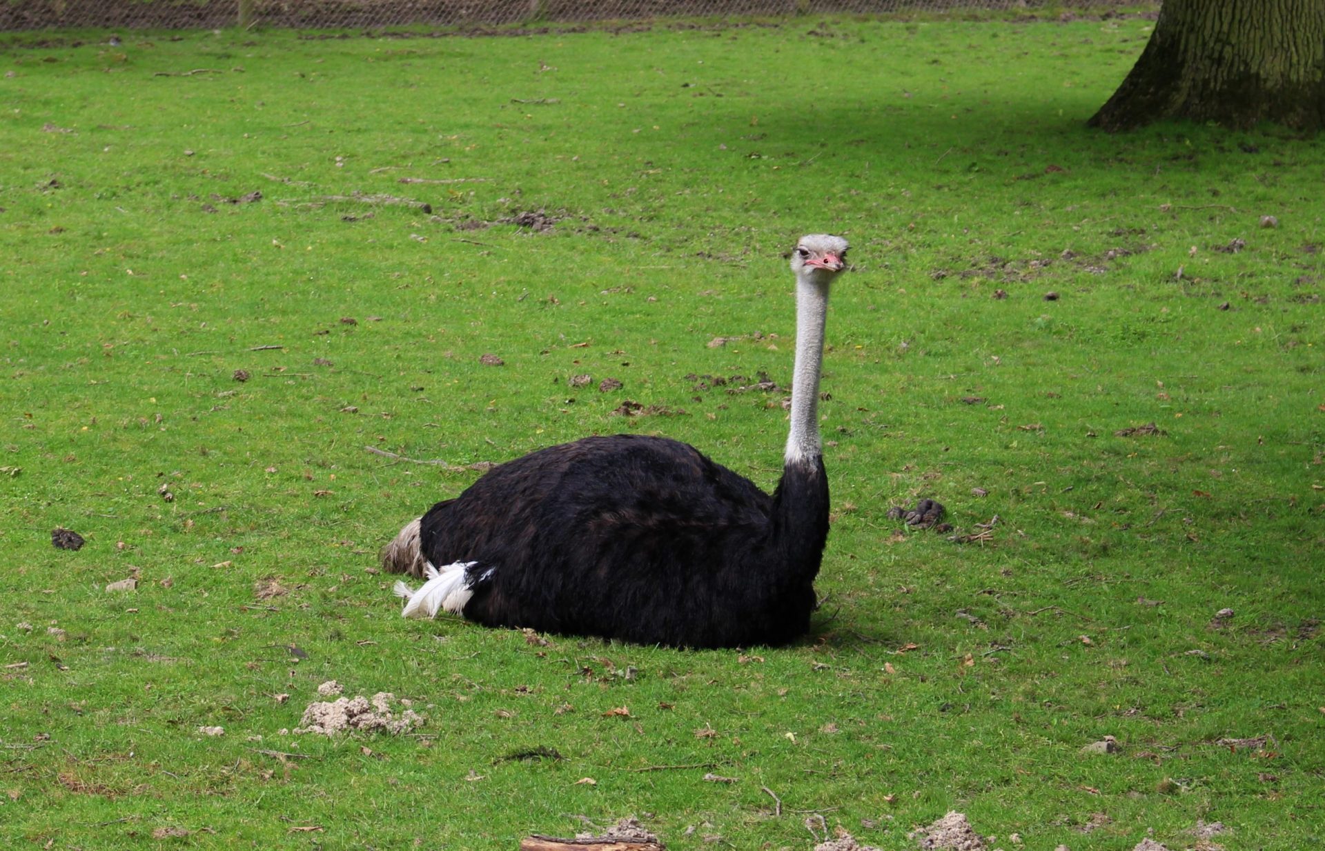 zoo thoiry autruche