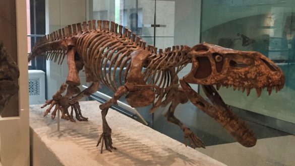 museum d'histoire naturelle