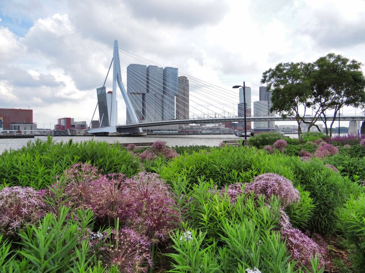 Pont Erasme Rotterdam